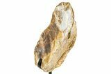 Dinosaur (Triceratops) Frill Shield Section w/ Stand - South Dakota #378594-3